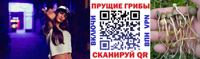 как найти закладки  Мосальск  Псилоцибиновые грибы MAGIC MUSHROOMS 